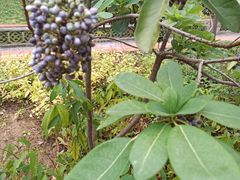 -广州神农草堂中医药博物馆