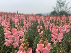 -径山花海