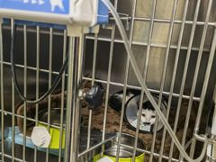 -乐琪宠物医院·犬猫专科·骨外科·急重症