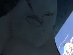-暹罗海洋世界
