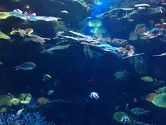 -暹罗海洋世界