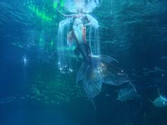 -海合安成都极地海洋公园