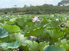 -上海海湾国家森林公园