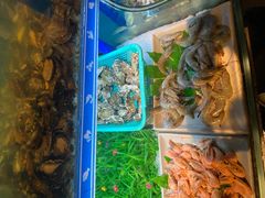 -蟹将军·松叶蟹和牛日料放题自助(K11店)