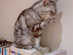 -有猫主题·治愈系猫咖(曾厝垵店)