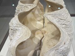 -青岛贝壳博物馆