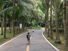 -广东茂名森林公园