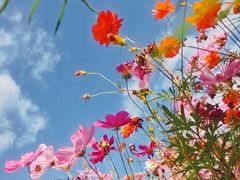 -花开海上生态园