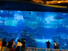 -迪拜水族馆及水下动物园