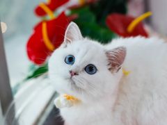-lincat·猫舍(广州店)