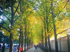 -三里屯东五街银杏大道