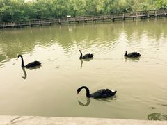 -溱湖国家湿地公园