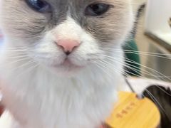 -喵喵咪呀布偶猫咖(春熙路店)