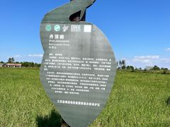 -盐城丹顶鹤湿地生态旅游区