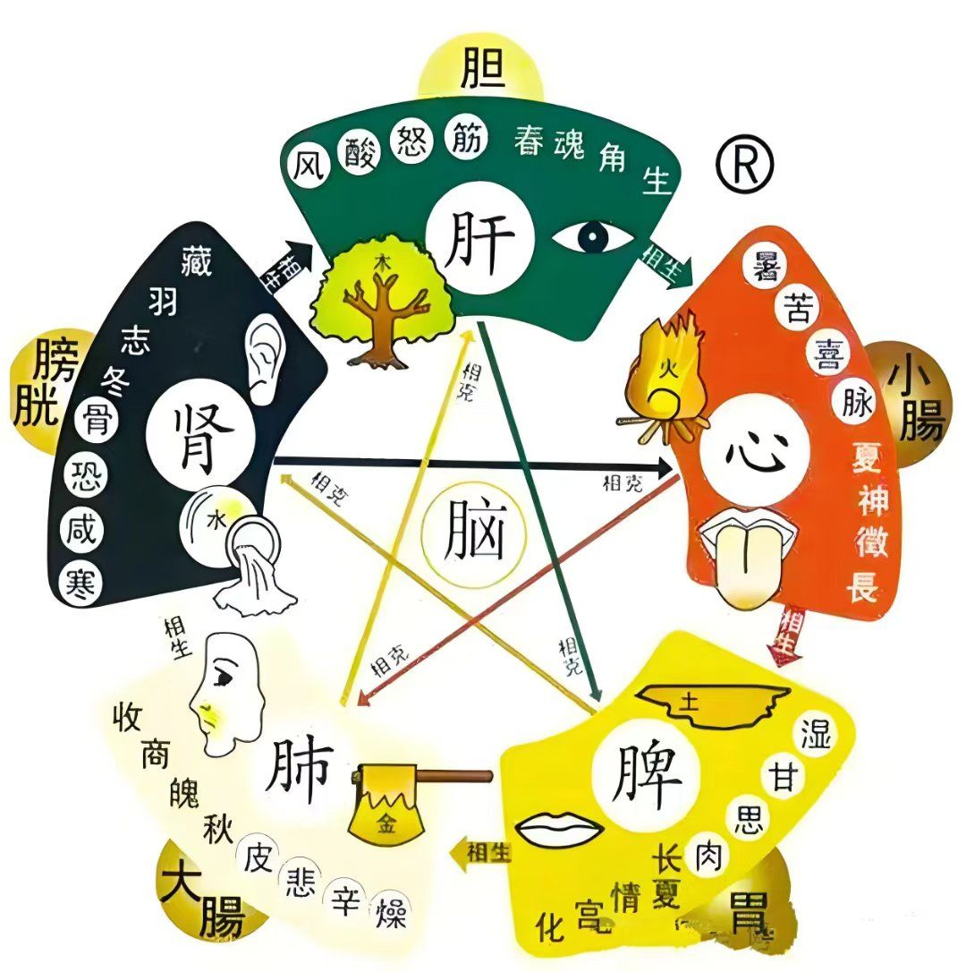 肝在五脏六腑当中被称为:
将军之官!