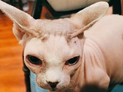 -猫小院猫主题咖啡厅(北锣店)