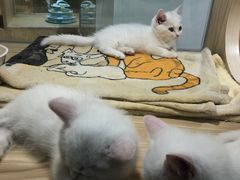 -屋虎猫馆(宝安大仟里店)