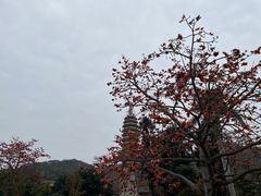 -南普陀寺