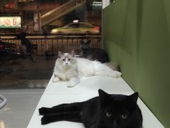 -猫亿天猫咖