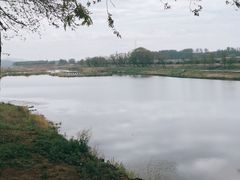 -莱阳濯村樱花园