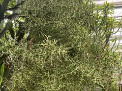 -南山植物园