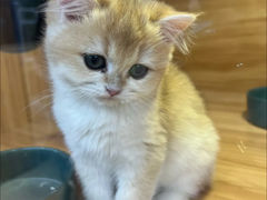 -猫十亿·布偶金渐层·曼基康矮脚猫舍(青年路店)