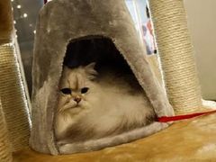 金吉拉-东浩兰生上海世博展览馆