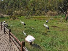 -普洱太阳河森林公园