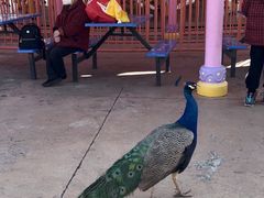 -世界恐龙谷景区