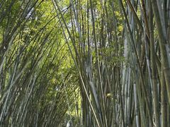 -海南热带野生动植物园