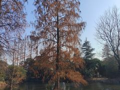 -上海滨江森林公园