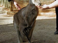 -费瑟代尔野生动物园