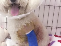-达爱动物医院·犬猫分区·CT·复杂眼科(远洋山水分院)