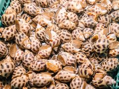 野生大花螺（特价）-海大大蒸汽海鲜餐厅·粤菜·特色小炒(欢乐颂店)