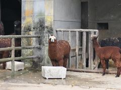 -昆明动物园
