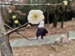 -香雪海