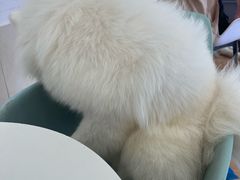 -Let's go狗咖·猫咖·奶狗·桌游(春熙路IFS店)