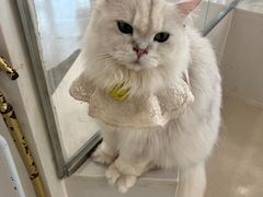 -共舞时光猫咖·狗咖(新街口店)