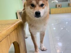 -柴源莊·柴小宠柴犬咖啡