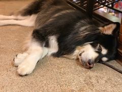 -more than meow吴止猫主题餐厅(承德 中船汇店)