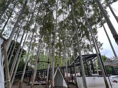 -桉树林A coffee 森林餐厅(三圣乡店)