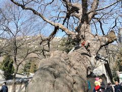 -青岛崂山太清宫