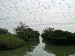 -大湾区中央湿地公园