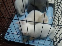 -天使宠物医院·犬猫分诊(彩虹店)