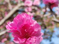 -海棠花溪(元大都城垣遗址公园)