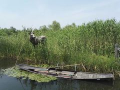 -溱湖国家湿地公园