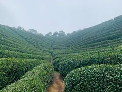 -龙坞茶村