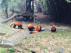 -成都大熊猫繁育研究基地