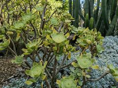 -墨尔本皇家植物园