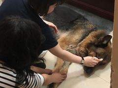 -彩虹桥宠物火化殡葬善终服务(金乐大厦店)